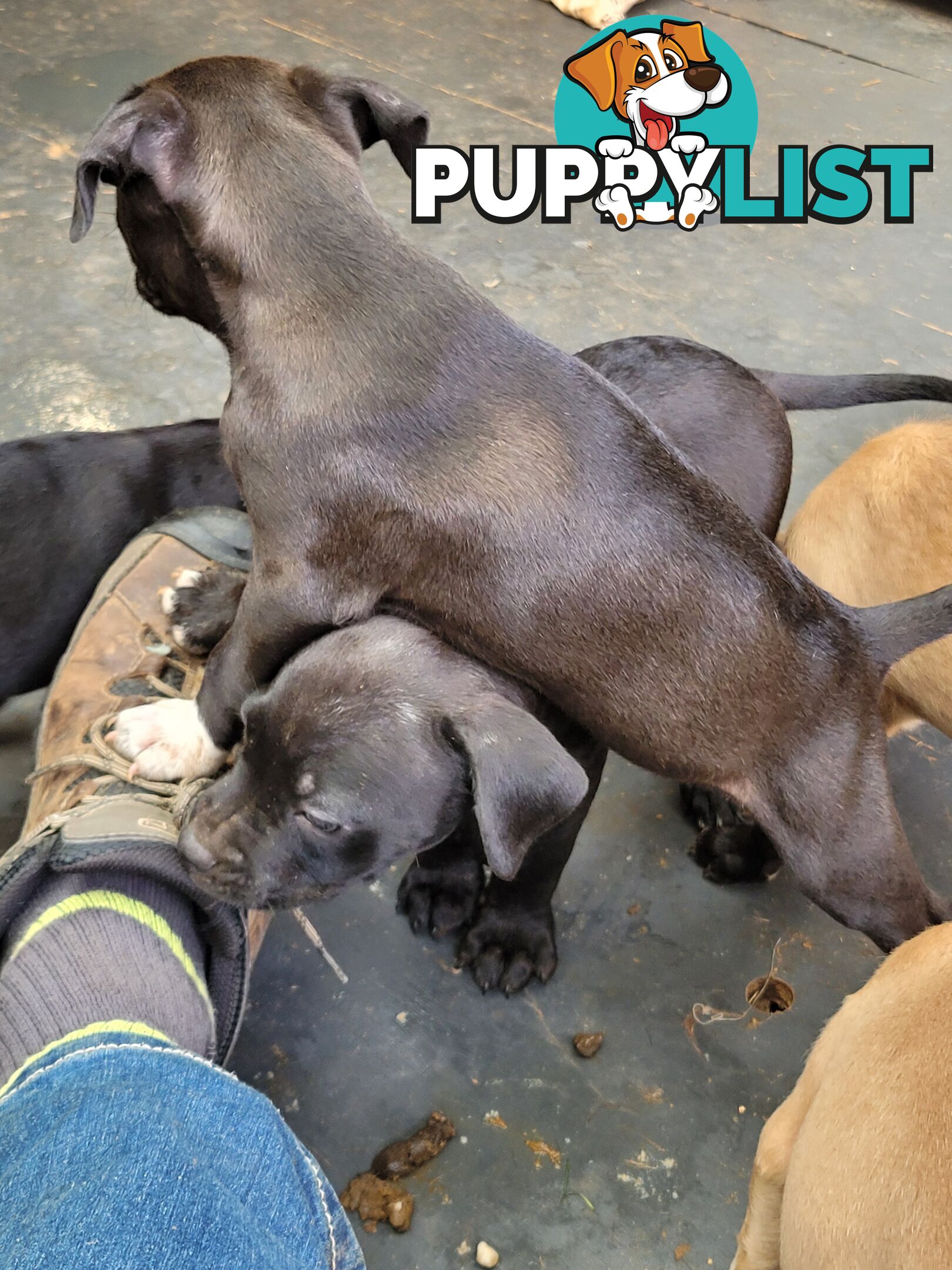 American Staffy puppies