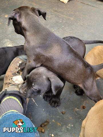 American Staffy puppies