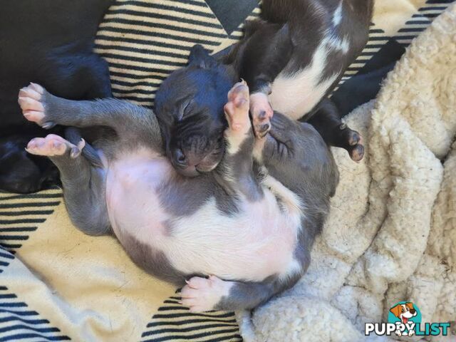 American Staffy puppies