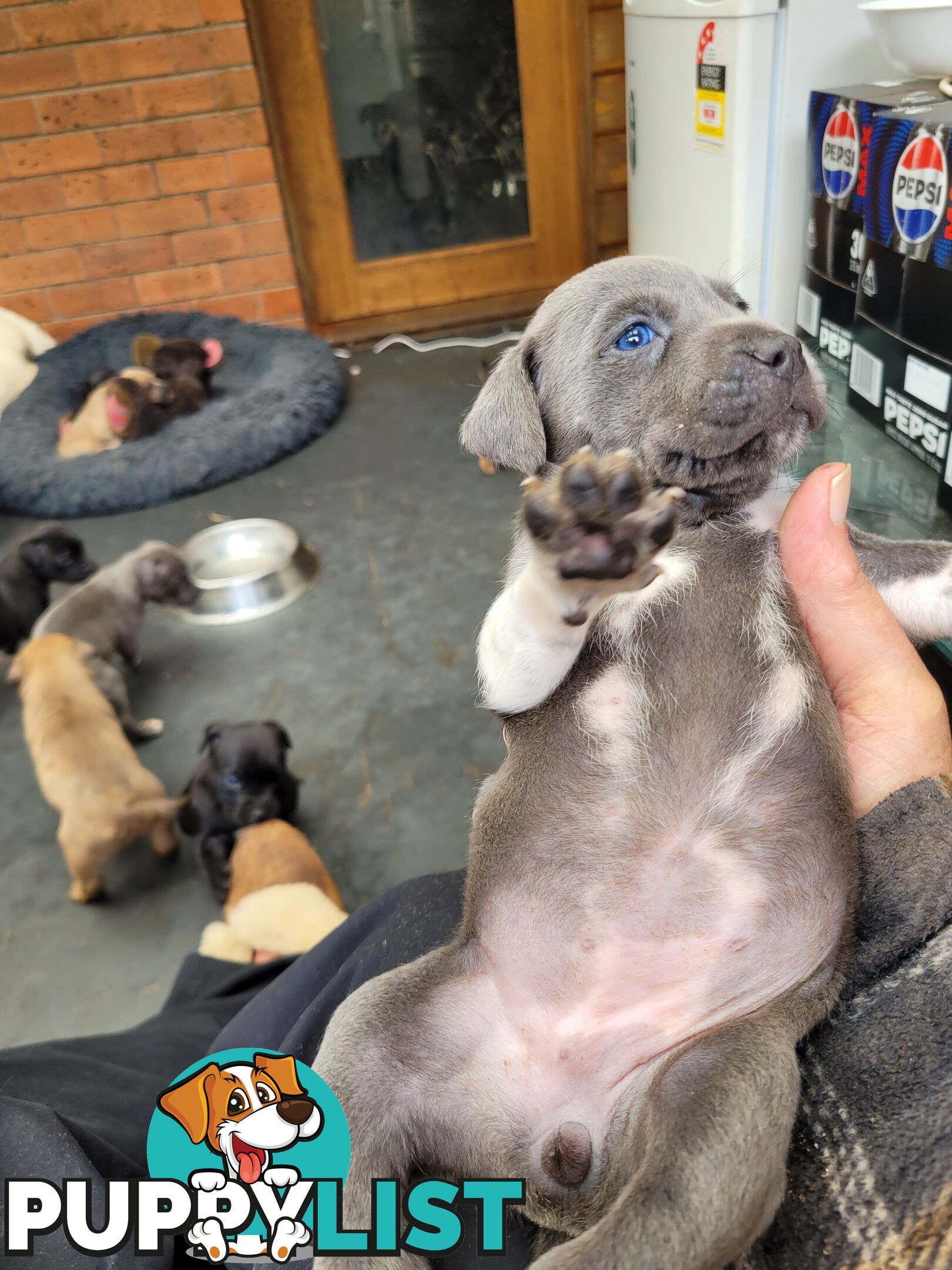 American Staffy puppies