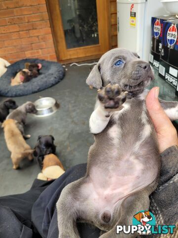 American Staffy puppies