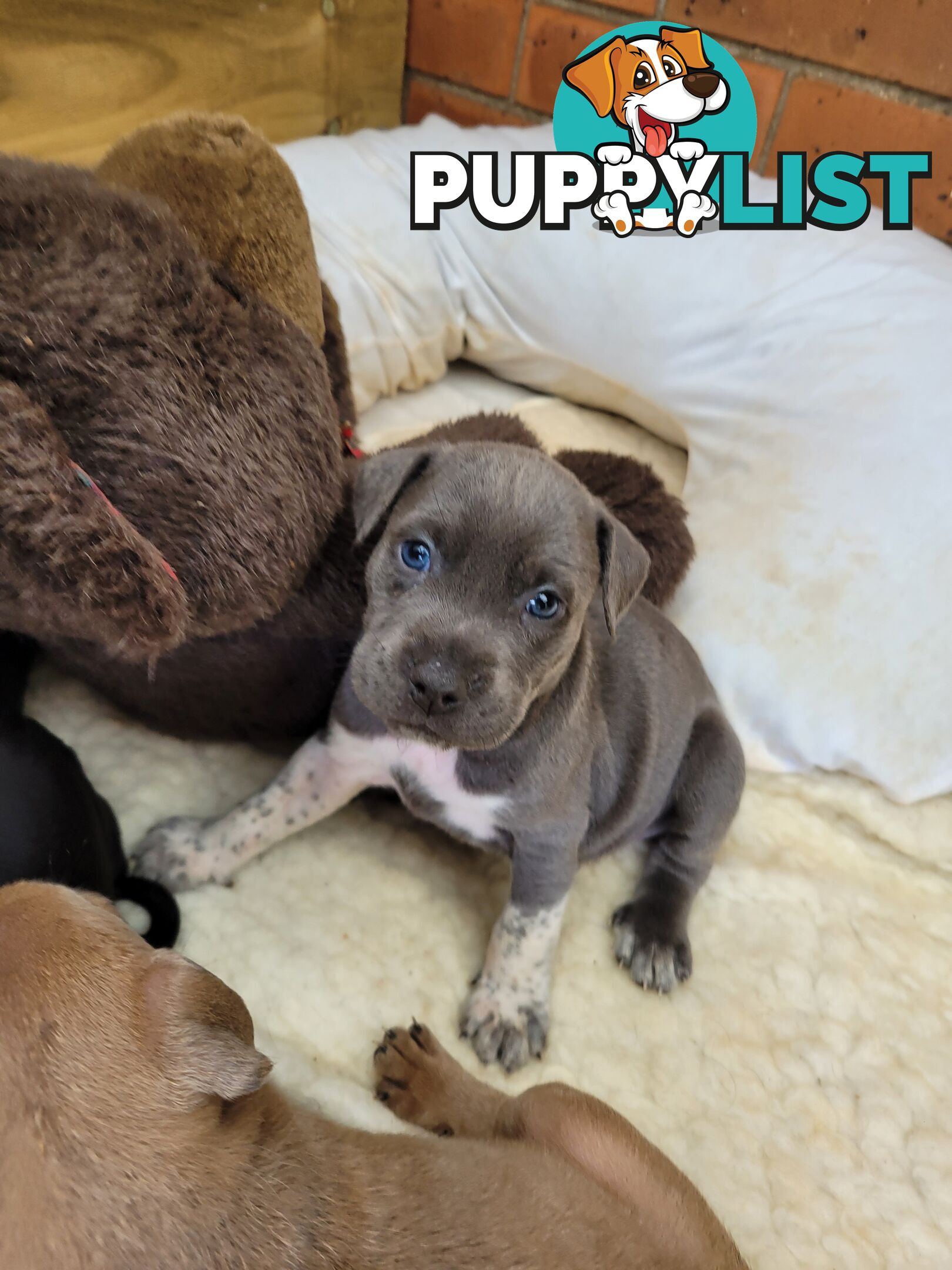 American Staffy puppies