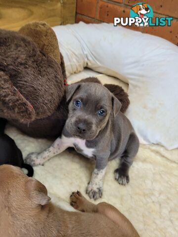 American Staffy puppies