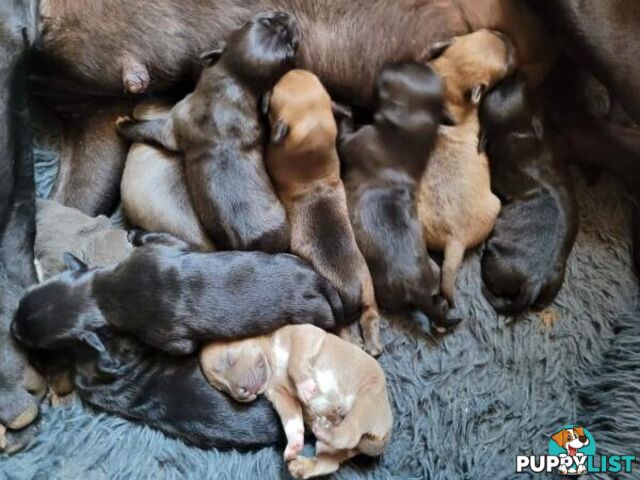 American Staffy puppies