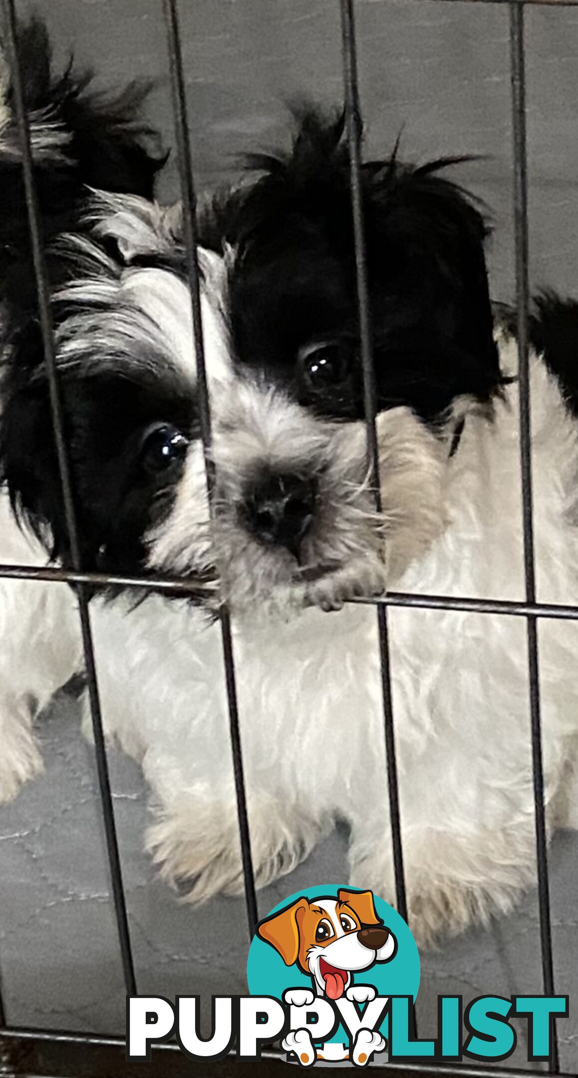 GORGEOUS MALTESE X SHIHTZU PUPPIES   Available now