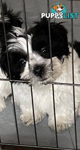 GORGEOUS MALTESE X SHIHTZU PUPPIES   Available now