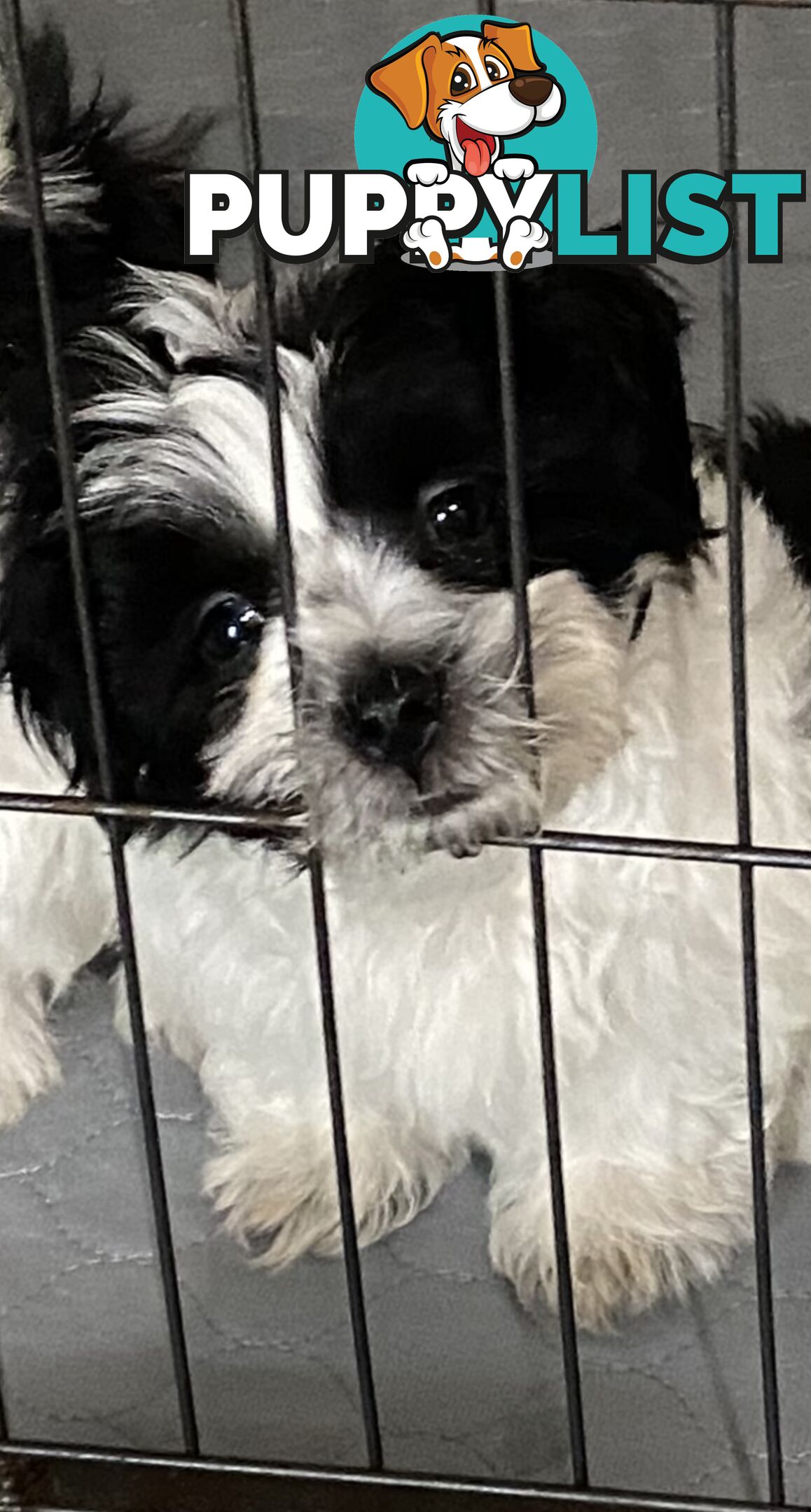 GORGEOUS MALTESE X SHIHTZU PUPPIES   Available now