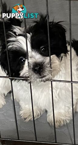 GORGEOUS MALTESE X SHIHTZU PUPPIES   Available now