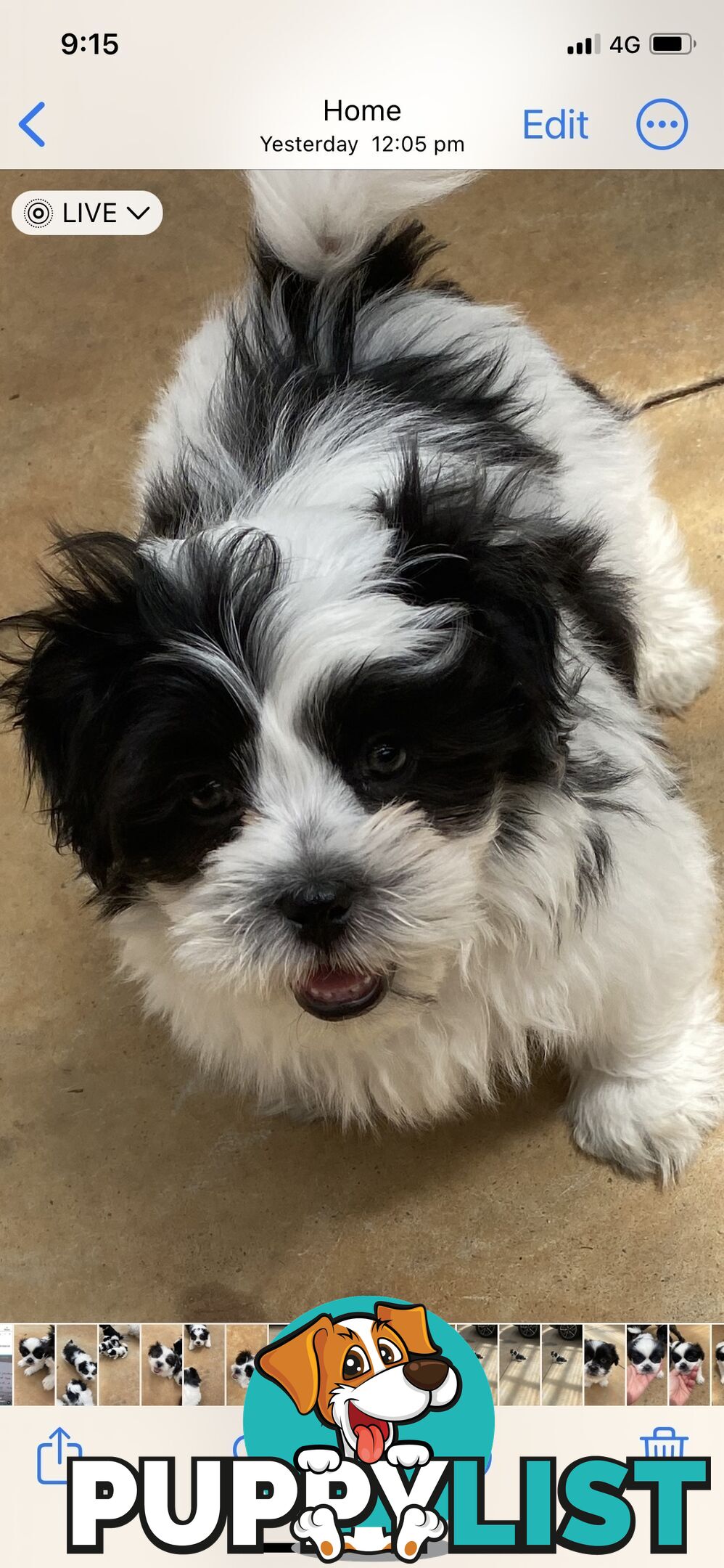 GORGEOUS MALTESE X SHIHTZU PUPPIES   Available now