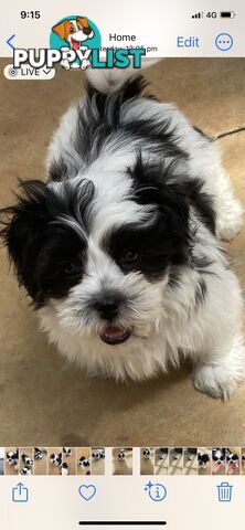 GORGEOUS MALTESE X SHIHTZU PUPPIES   Available now