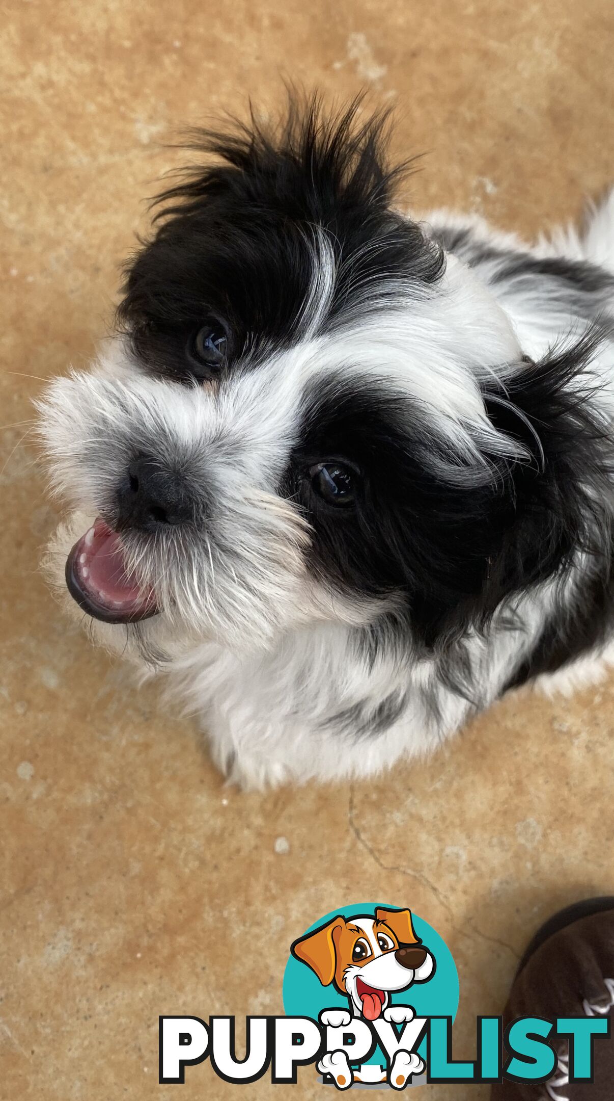 GORGEOUS MALTESE X SHIHTZU PUPPIES   Available now