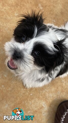 GORGEOUS MALTESE X SHIHTZU PUPPIES   Available now