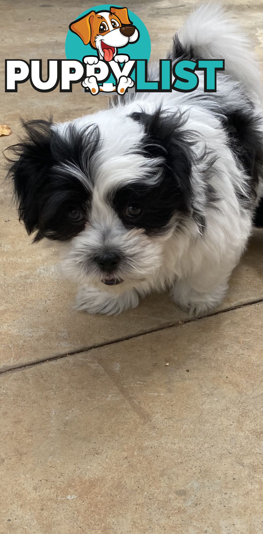 GORGEOUS MALTESE X SHIHTZU PUPPIES   Available now