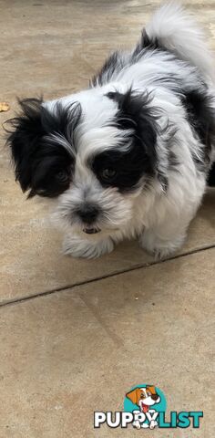 GORGEOUS MALTESE X SHIHTZU PUPPIES   Available now