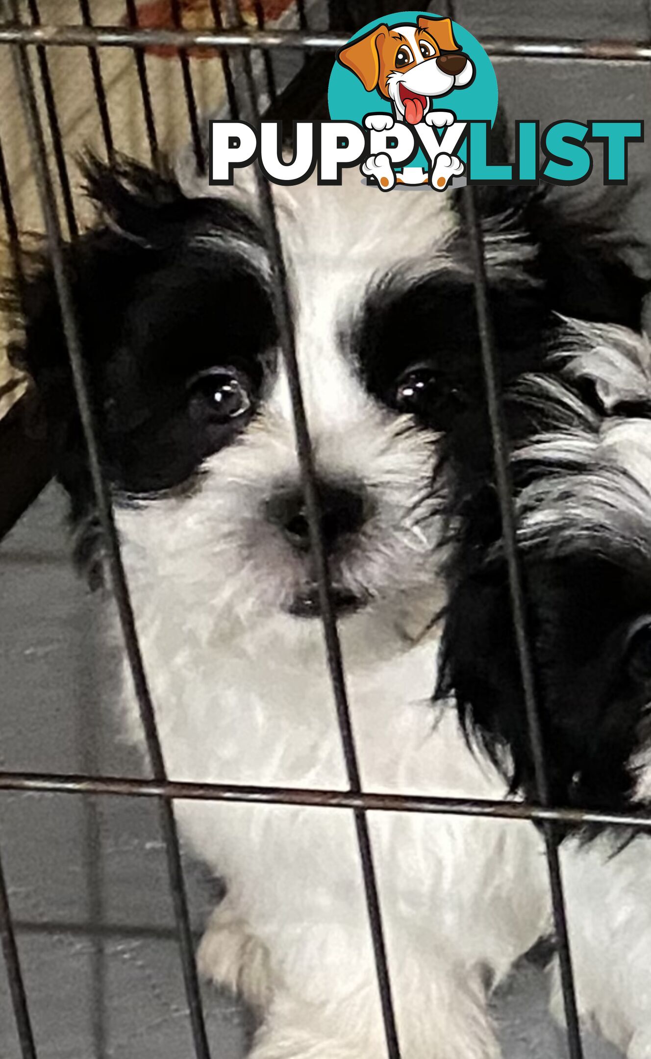 GORGEOUS MALTESE X SHIHTZU PUPPIES   Available now