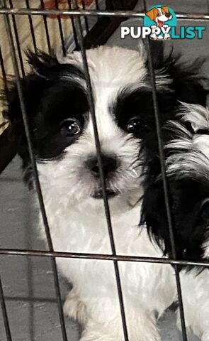 GORGEOUS MALTESE X SHIHTZU PUPPIES   Available now