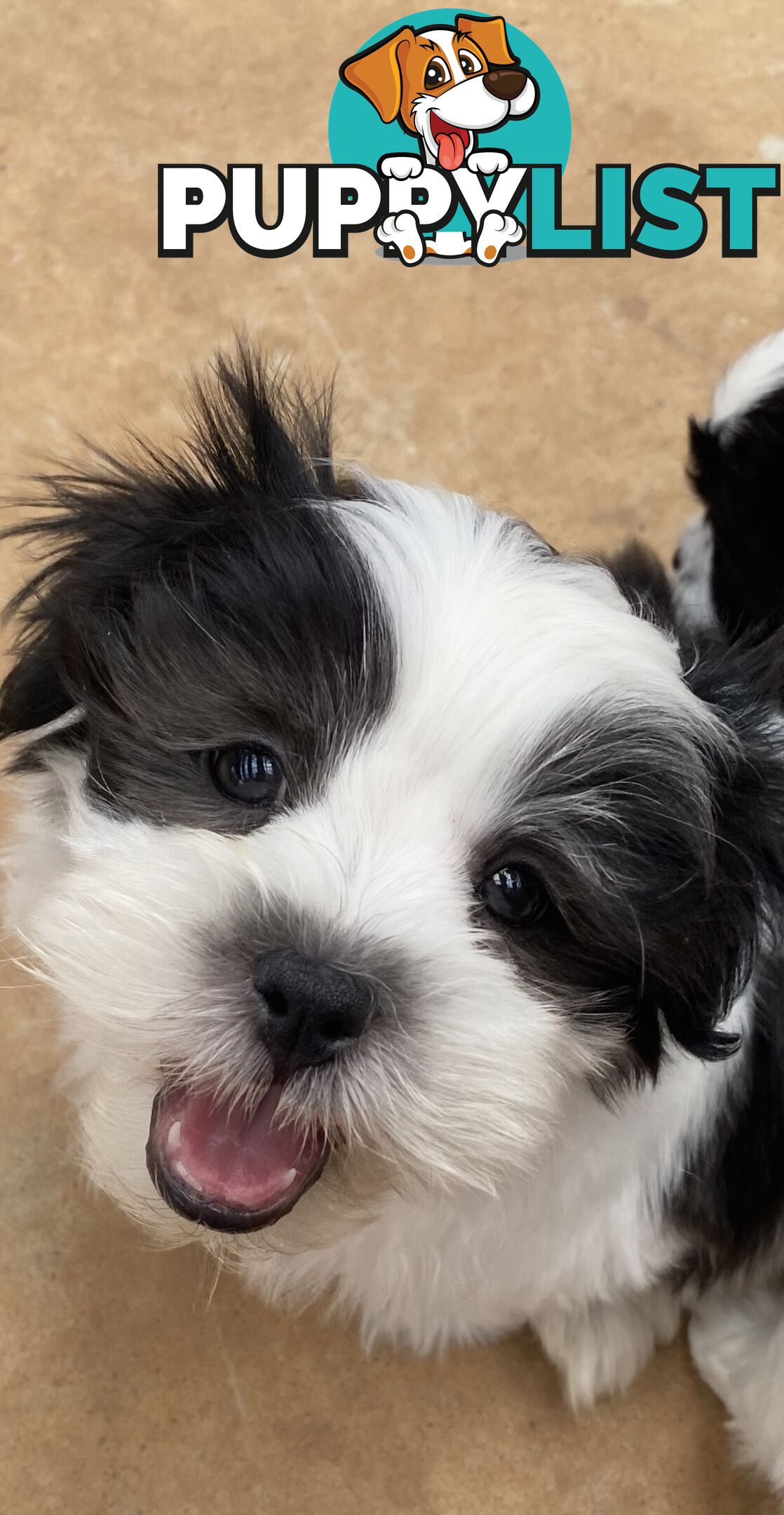 GORGEOUS MALTESE X SHIHTZU PUPPIES   Available now