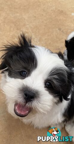 GORGEOUS MALTESE X SHIHTZU PUPPIES   Available now