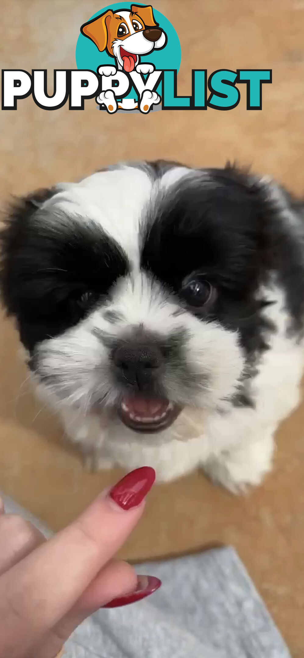 Maltese X Shihtzu