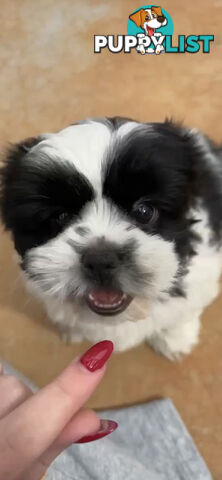 Maltese X Shihtzu