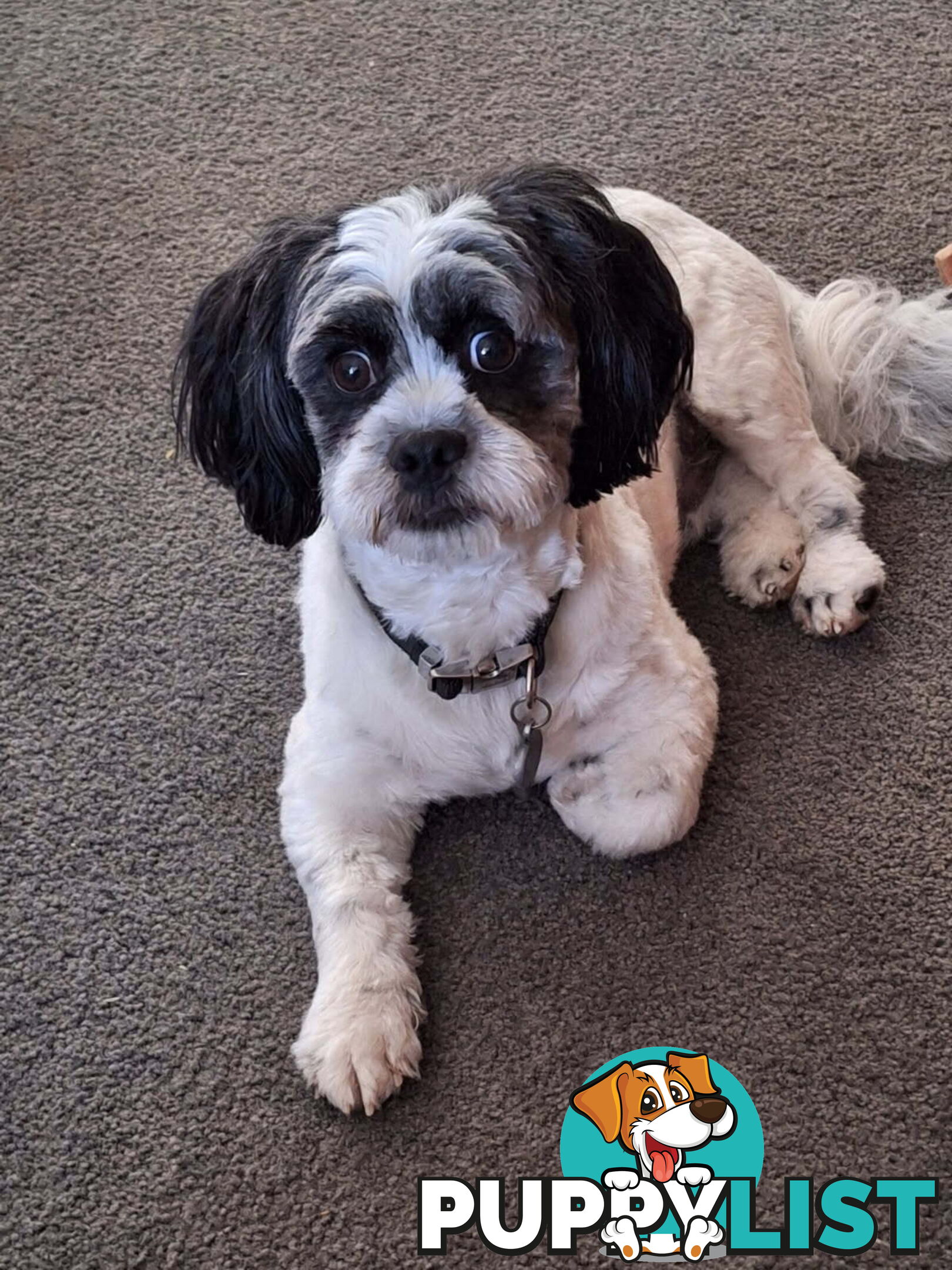 Maltese X Shihtzu