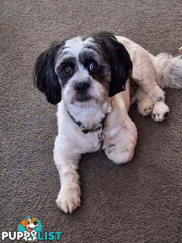 Maltese X Shihtzu