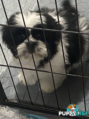 Maltese X Shihtzu