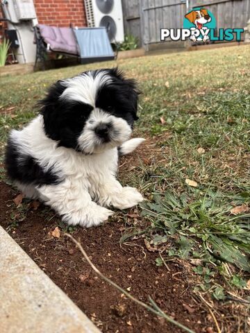 Maltese X Shihtzu