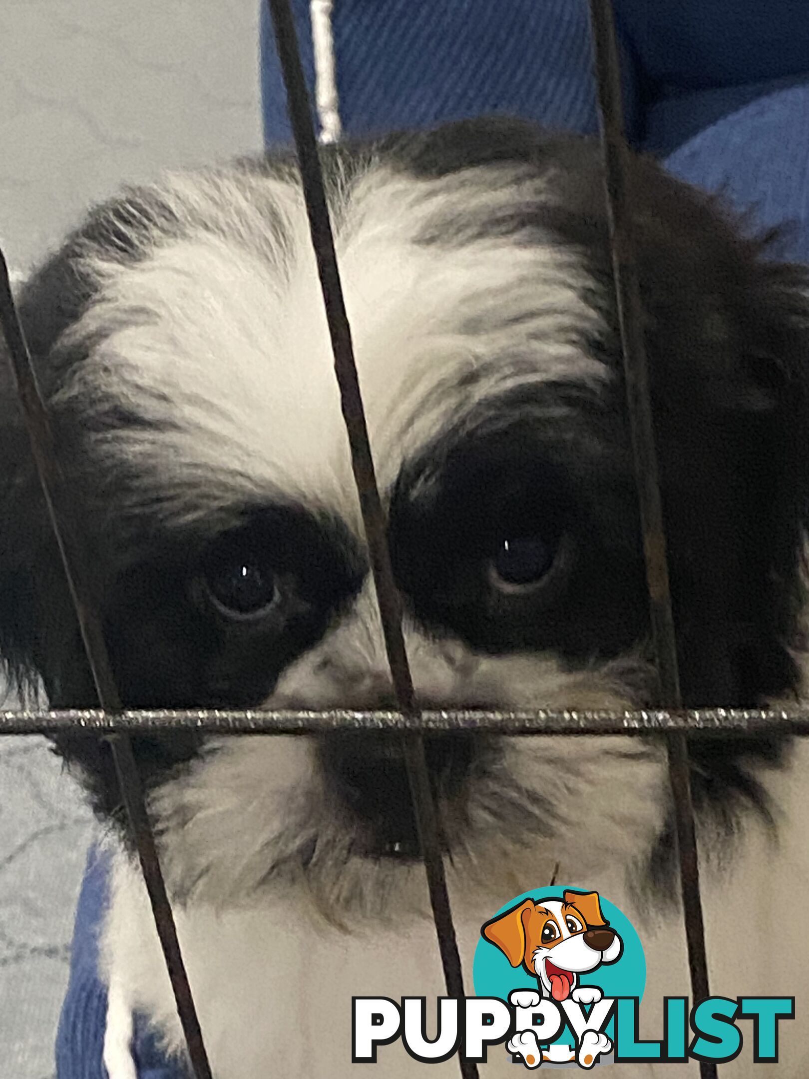 Maltese X Shihtzu