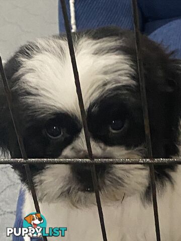 Maltese X Shihtzu