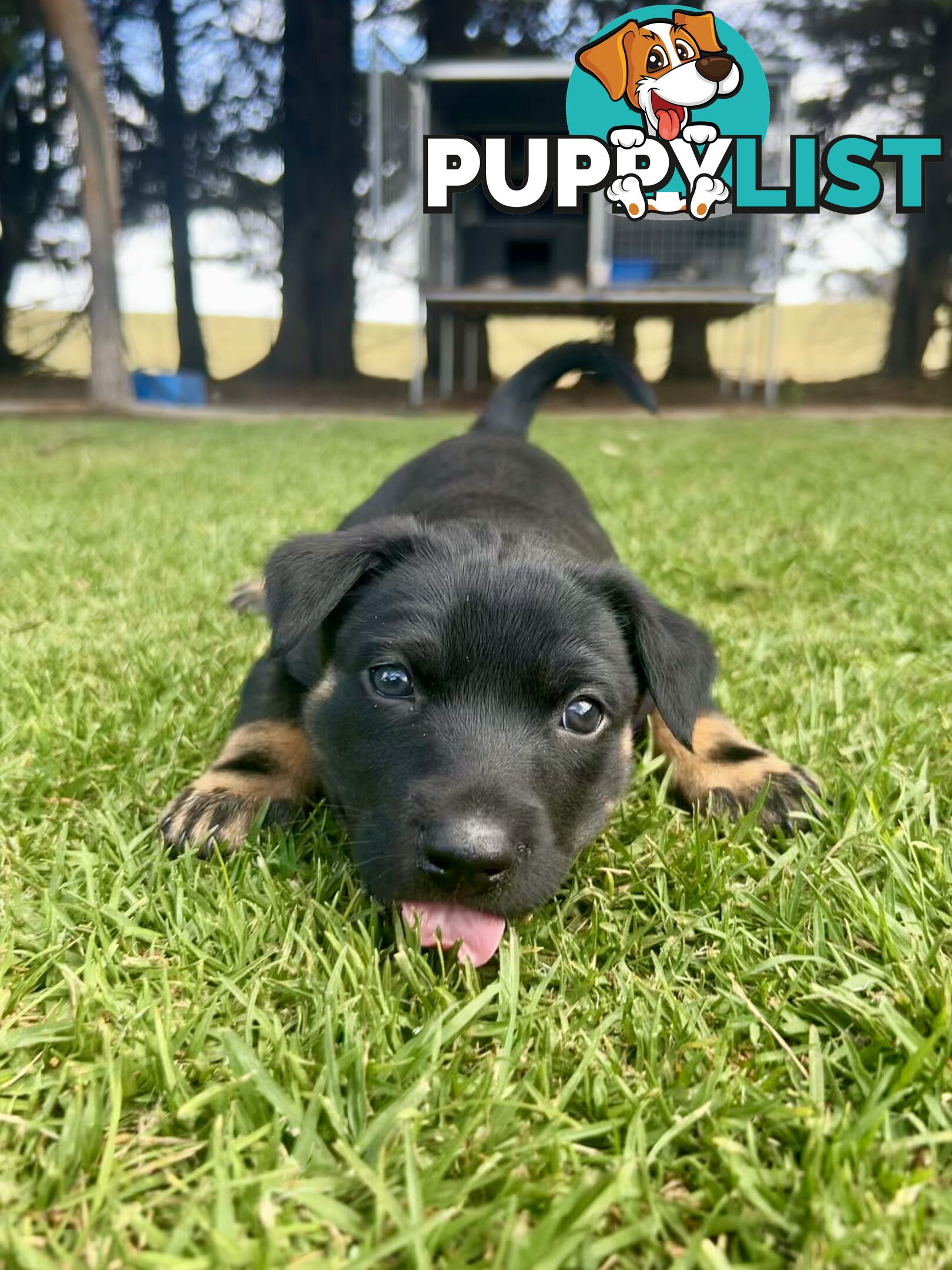 Kelpie pups