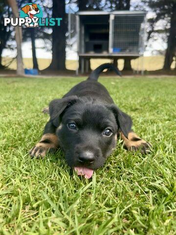 Kelpie pups