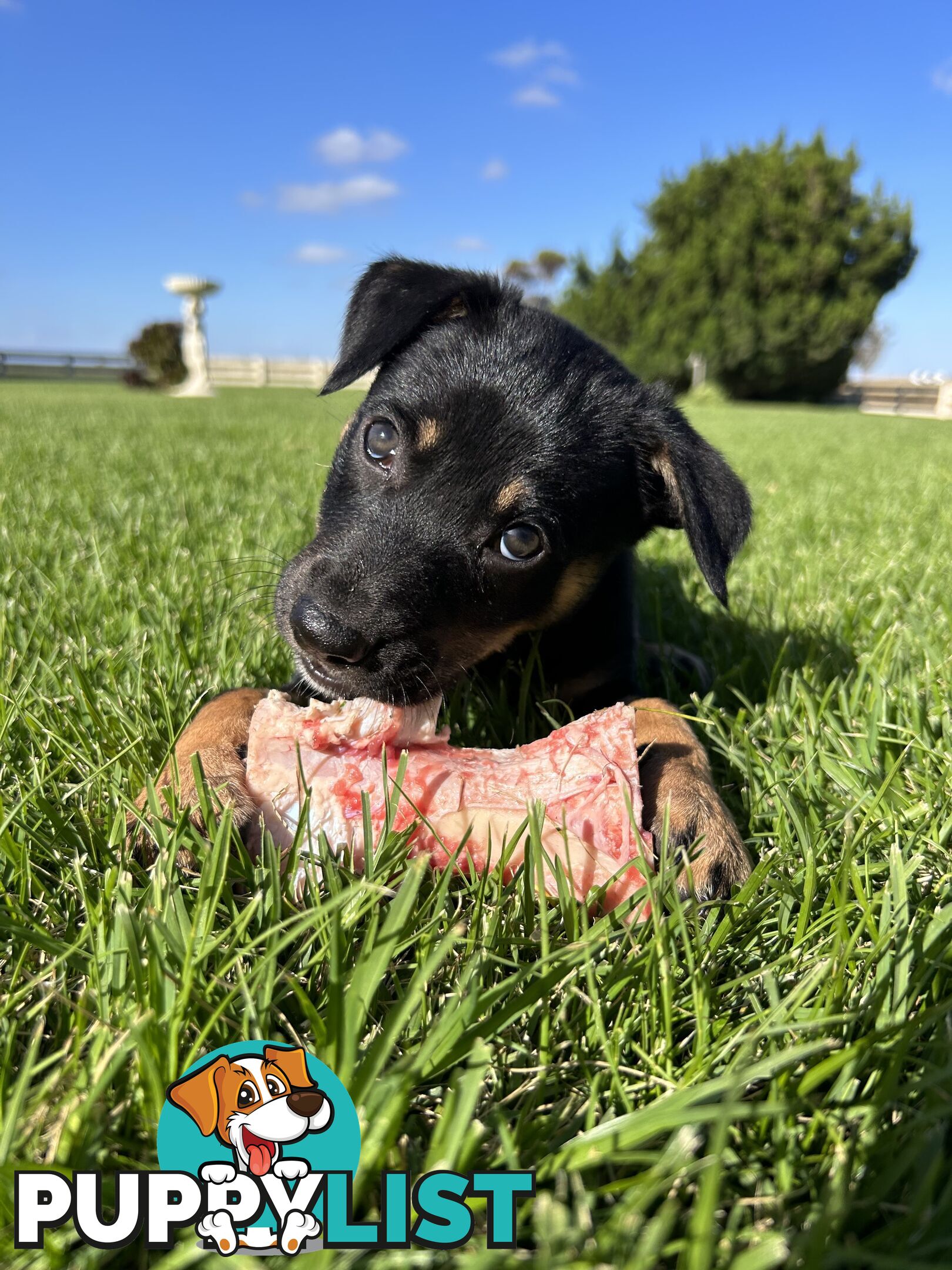 Kelpie pups