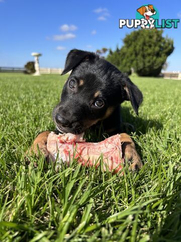 Kelpie pups