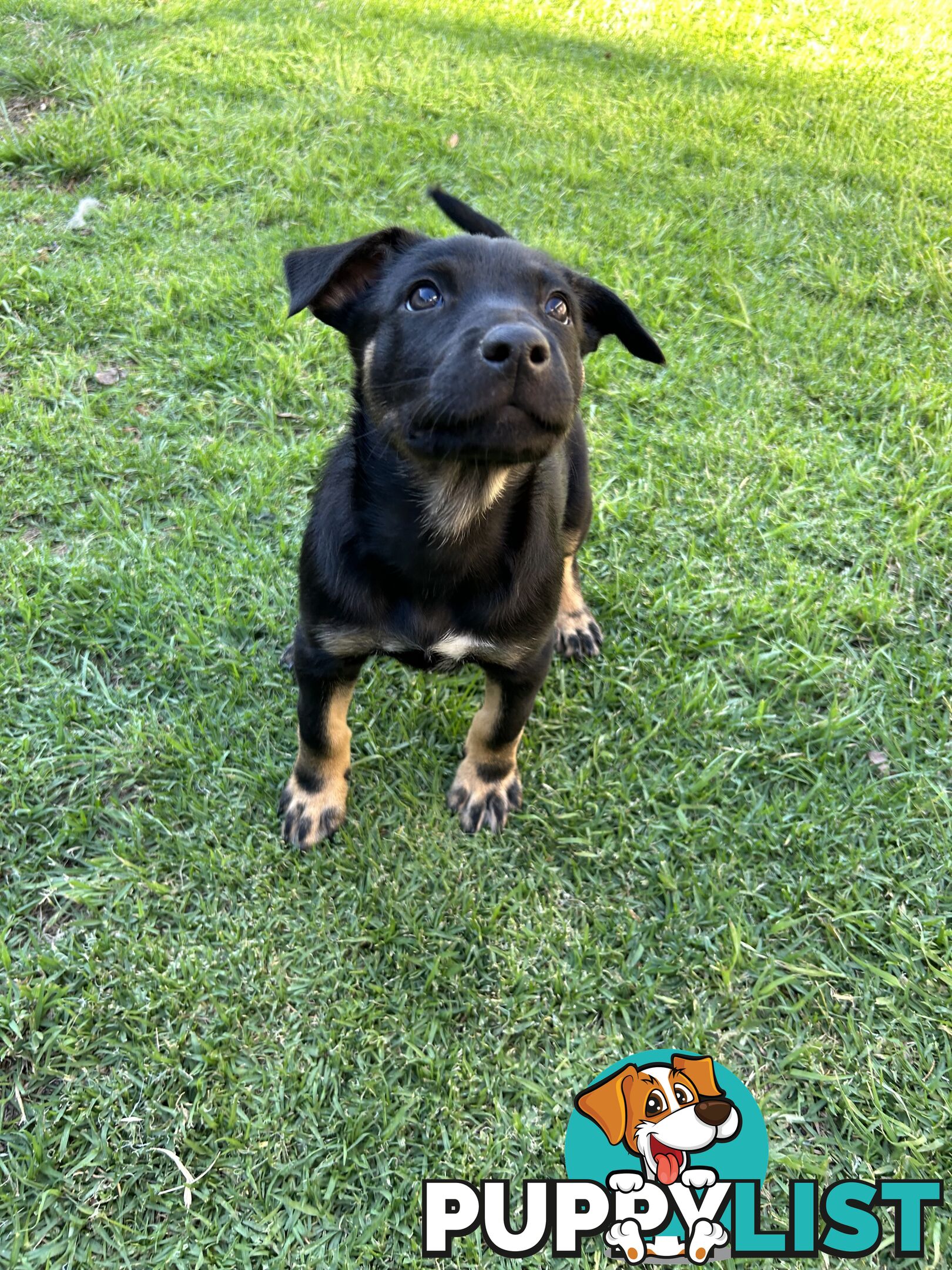 Kelpie pups