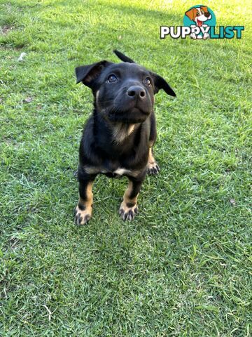 Kelpie pups