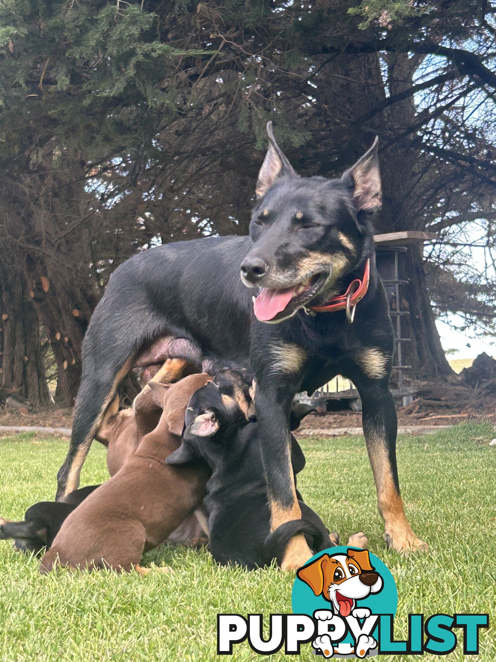 Kelpie pups