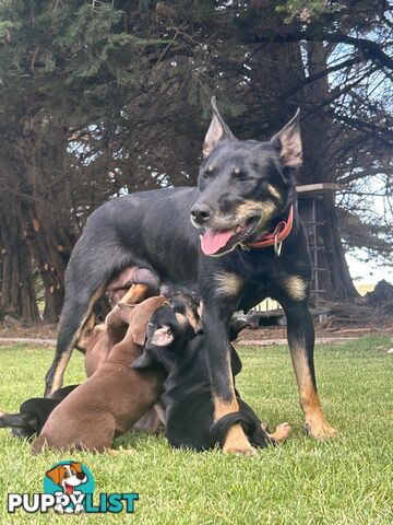 Kelpie pups