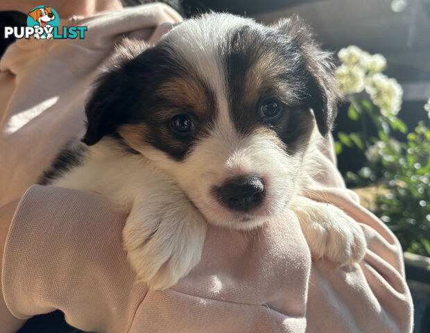 Pure breed long haired Border Collie puppies