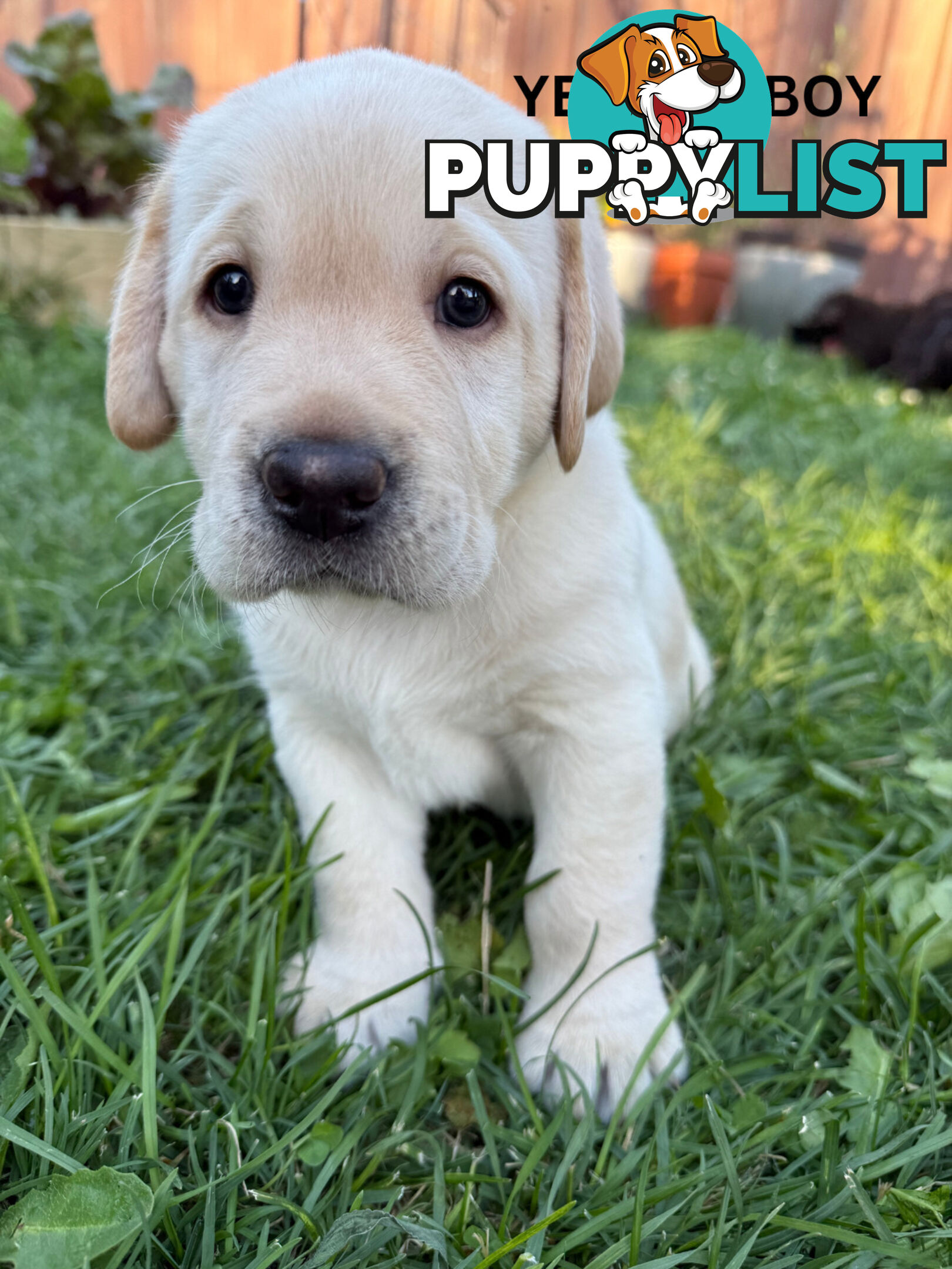 Purebred Labrador Puppy