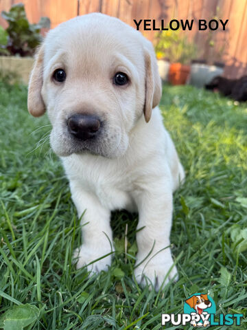 Purebred Labrador Puppy