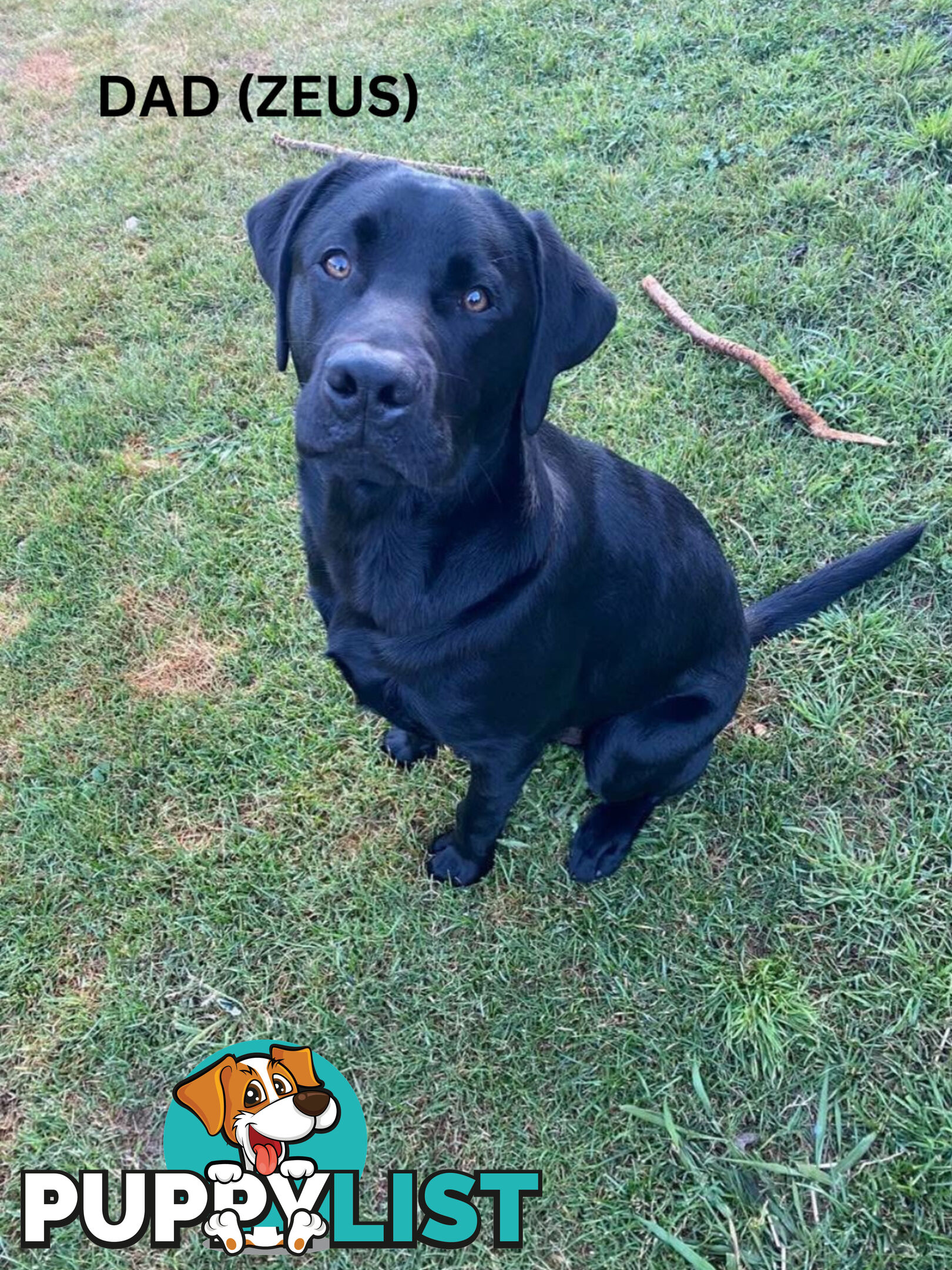 Purebred Labrador Puppy