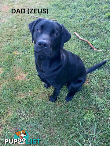 Purebred Labrador Puppy