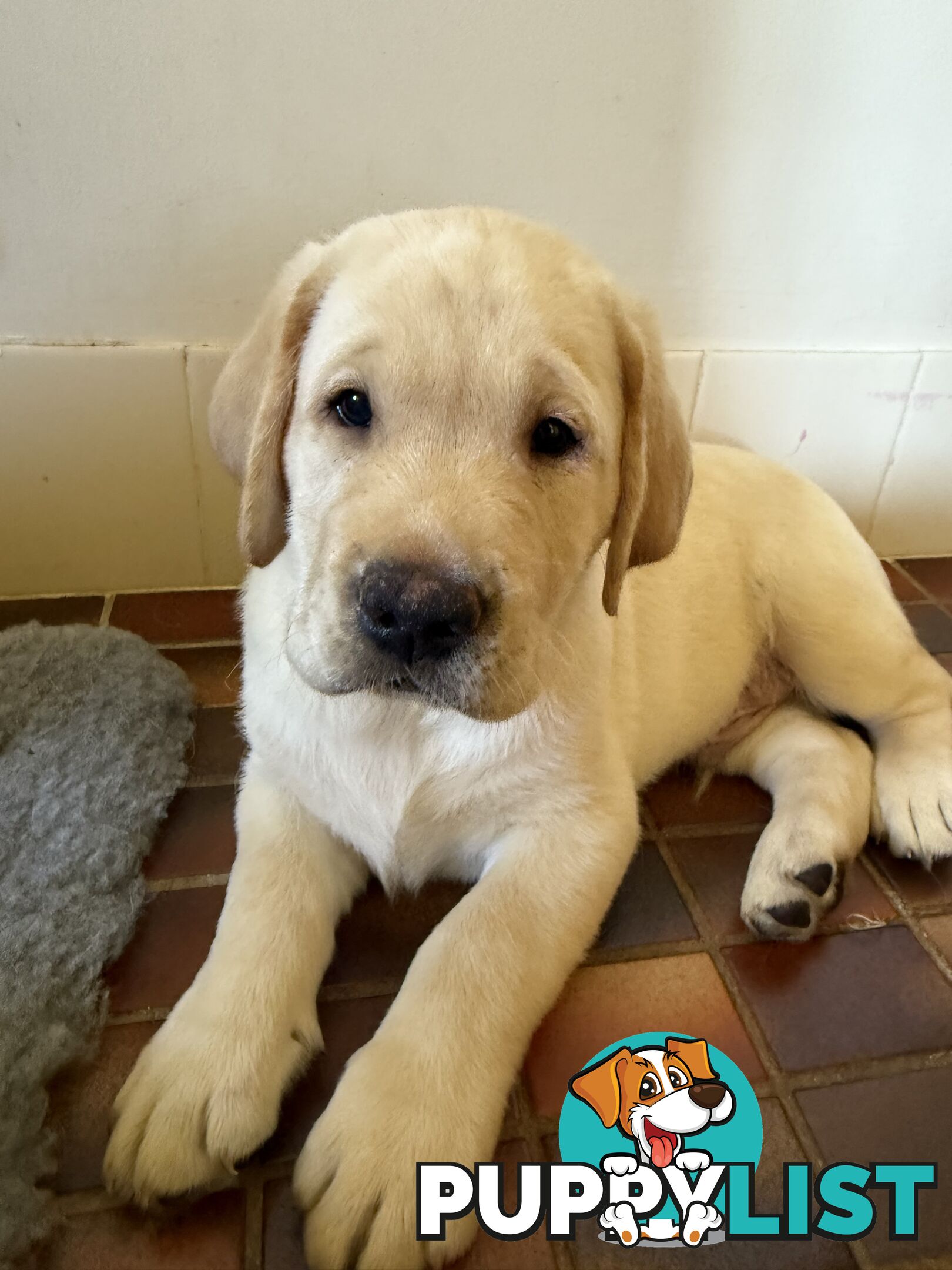 Purebred Labrador Puppy