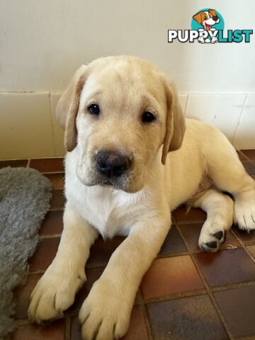 Purebred Labrador Puppy