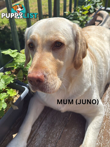 Purebred Labrador Puppy