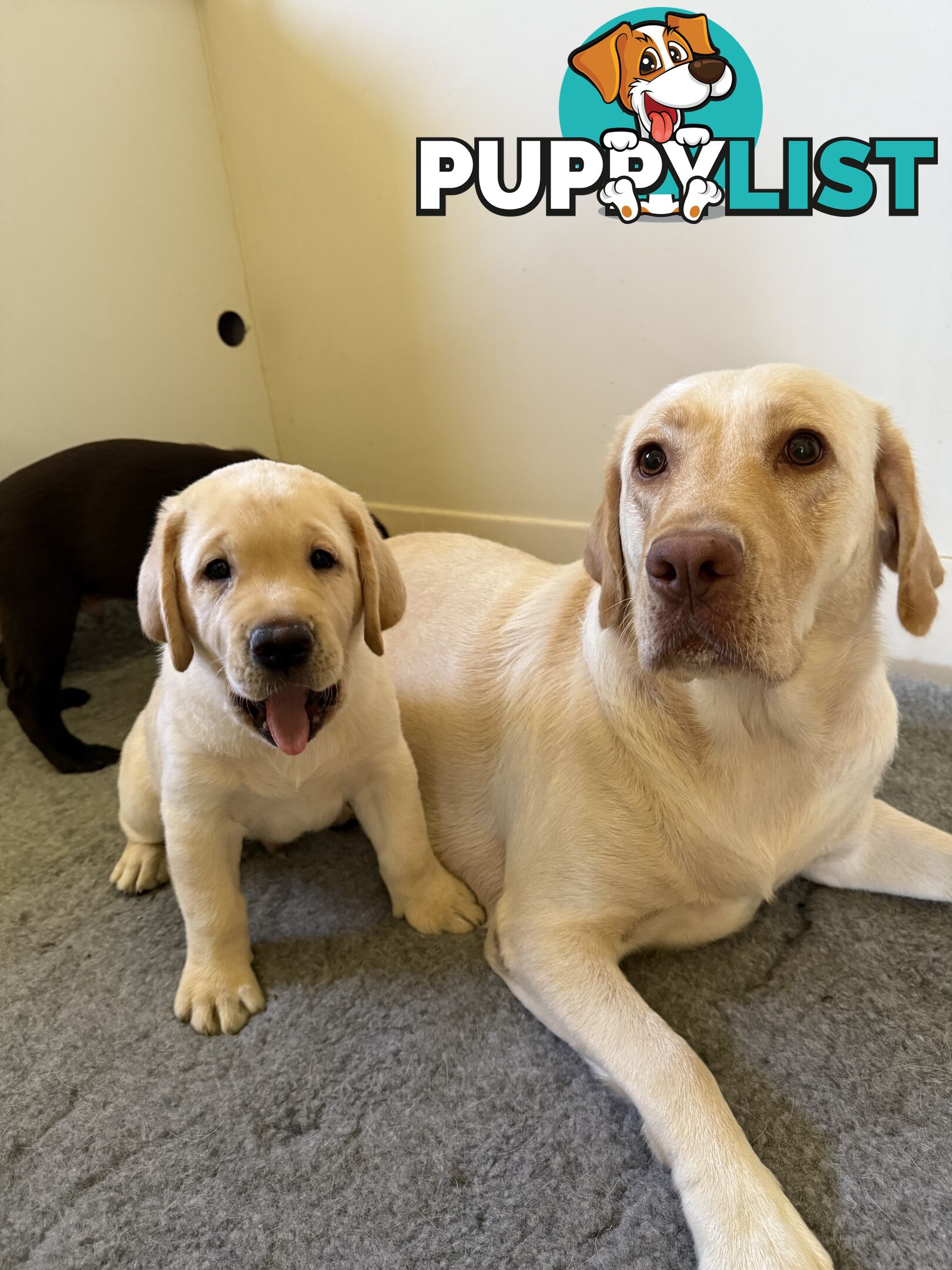 Purebred Labrador Puppy