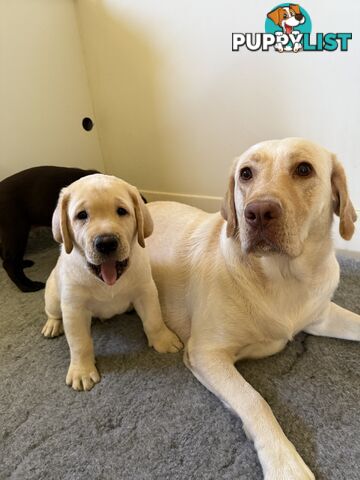 Purebred Labrador Puppy