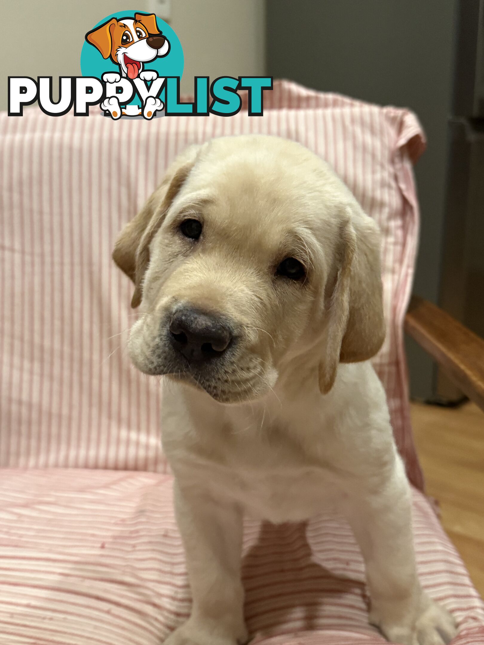 Purebred Labrador Puppy