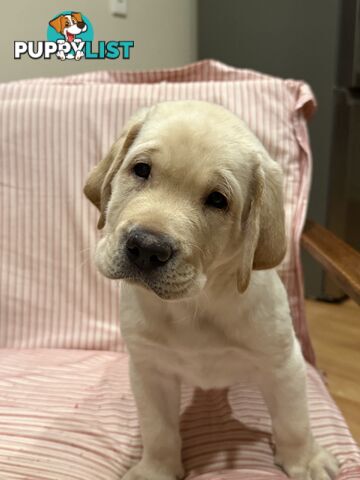 Purebred Labrador Puppy